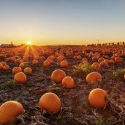 best pumpkin farms near me