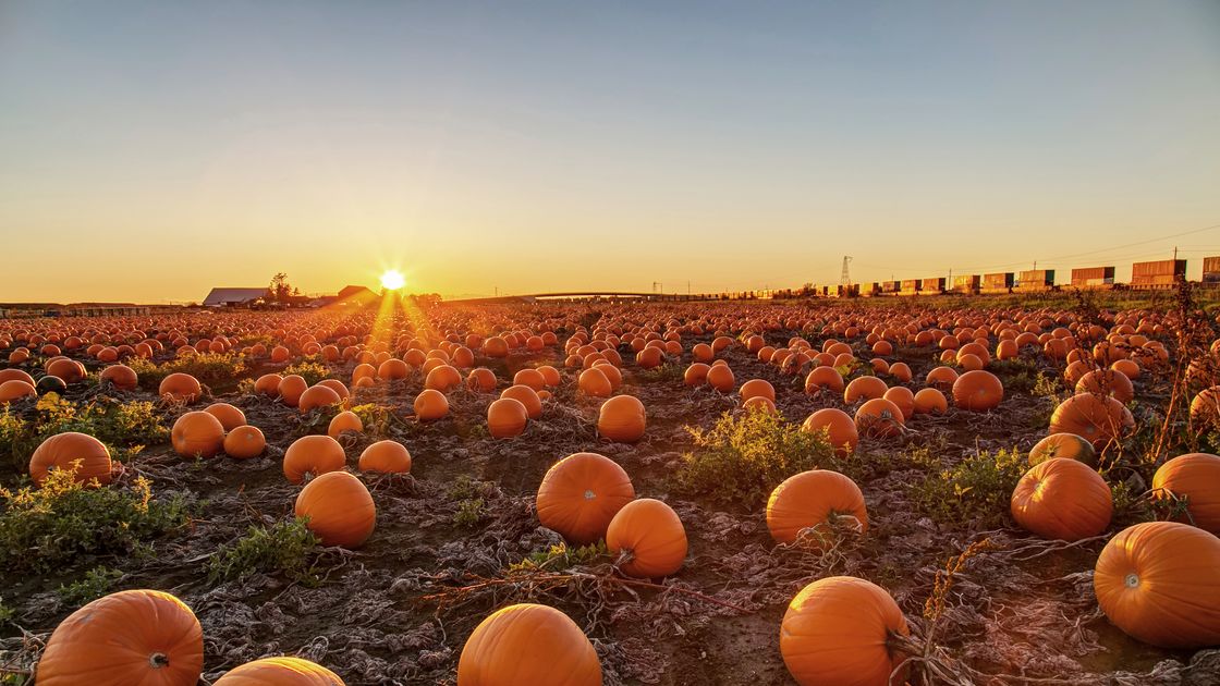 preview for 10 Pumpkin Farms Near You