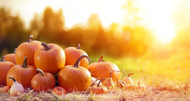 best pumpkin patch near me