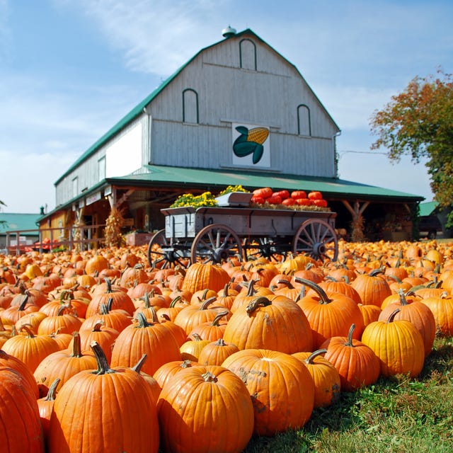 pumpkin patch at a farm