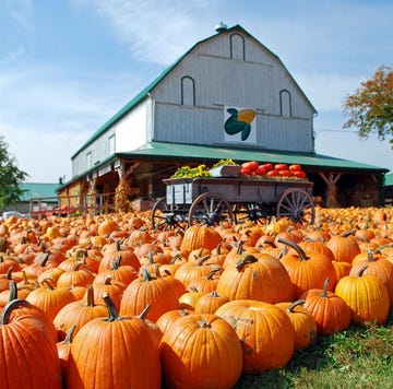 best pumpkin patches