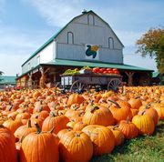 best pumpkin patches in the us