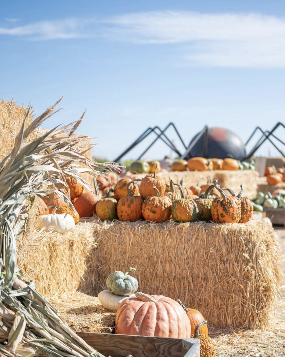 Cool pumpkin patch discount