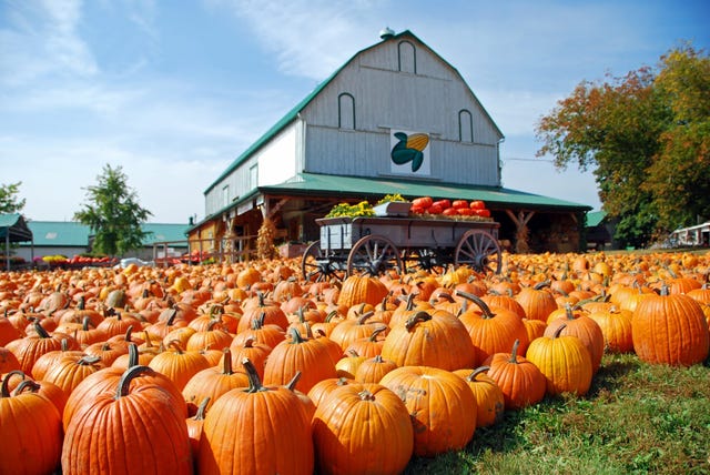 14 Best Pumpkin Patches to Visit in the U.S. for Fall 2024