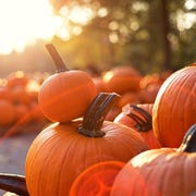 best pumpkin quotes best pumpkin quotes