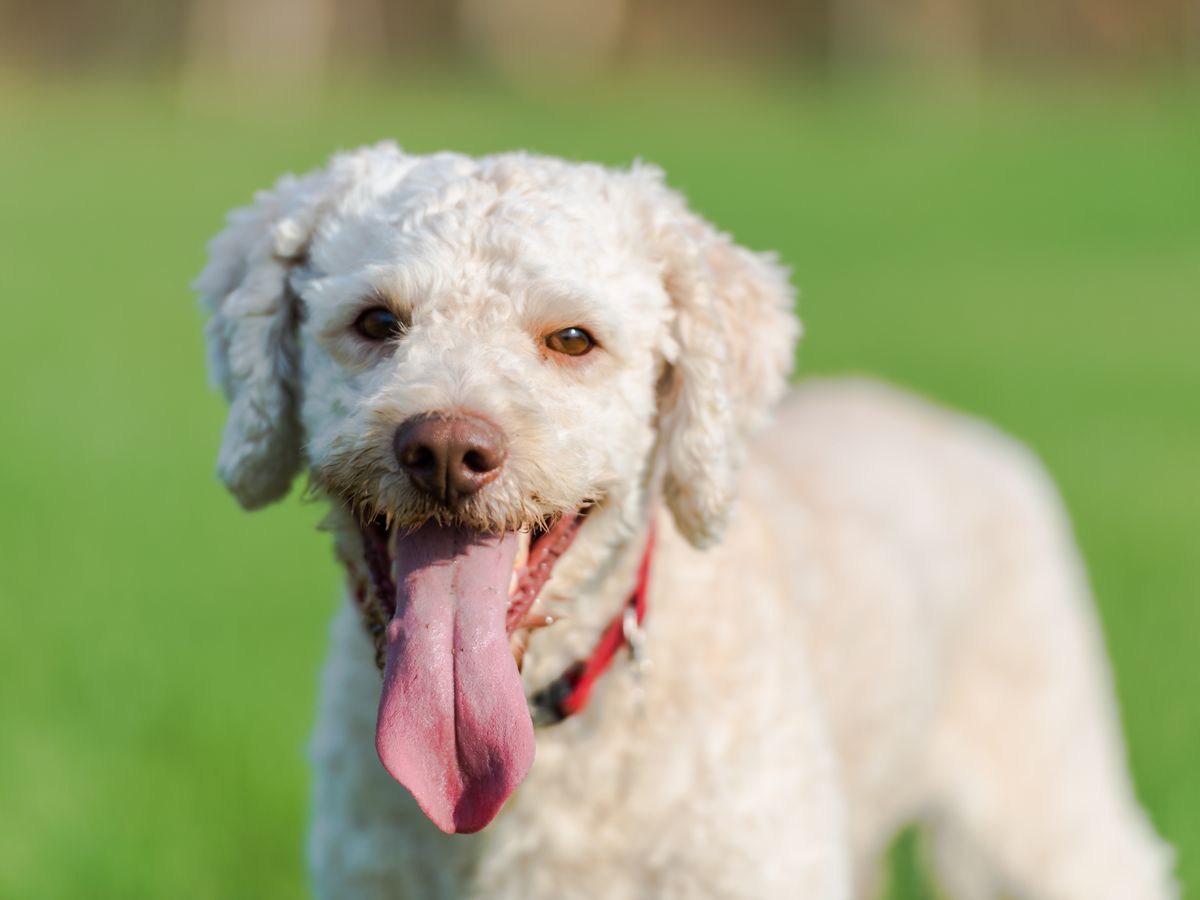 5 Great Low-Maintenance Dog Breeds - PetHelpful