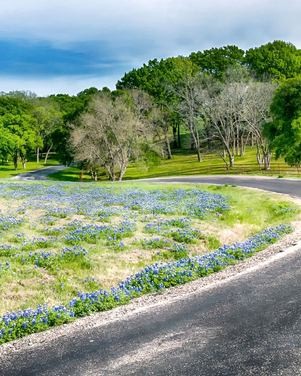 best scenic drives texas bluebonnet trail