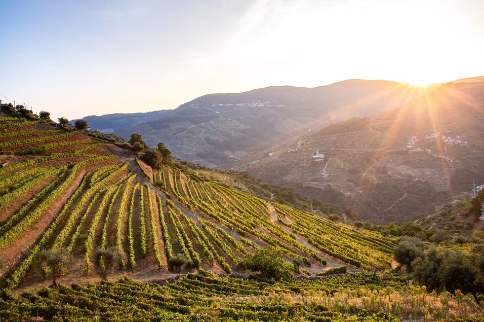 vineyards in douro region at harvest time portugal, europe