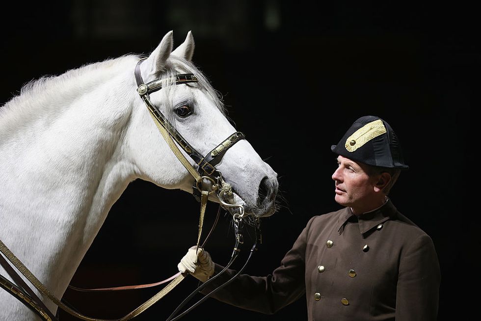 birmingham, england november 14 herwig radnetter, of the spanish riding school of vienna, and his horse pluto sabata, pose during a photocall at the national indoor arena on november 14, 2012 in birmingham, england the famous spanish riding school of viennas white lipizzaner stallions are performing with their skilled riders as part of their uk tour lee pearson who has won 28 paralympic medals will also perform to show that disabled riders can also work in harmony with horses photo by christopher furlonggetty images