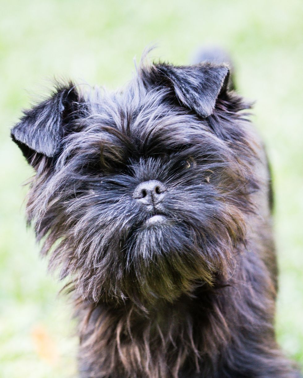 best small dog breeds affenpinscher puppy