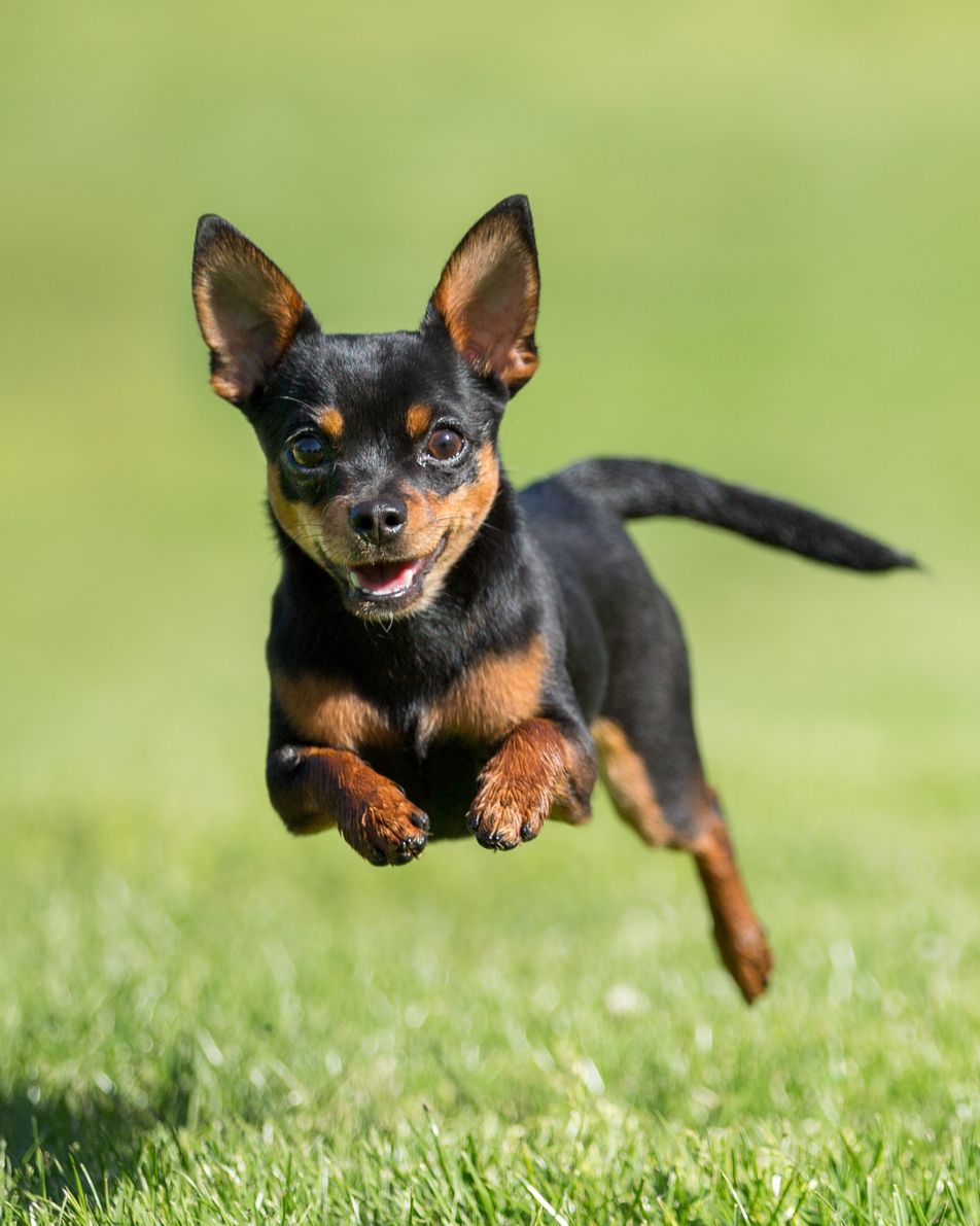 best small dog breeds chihuahua