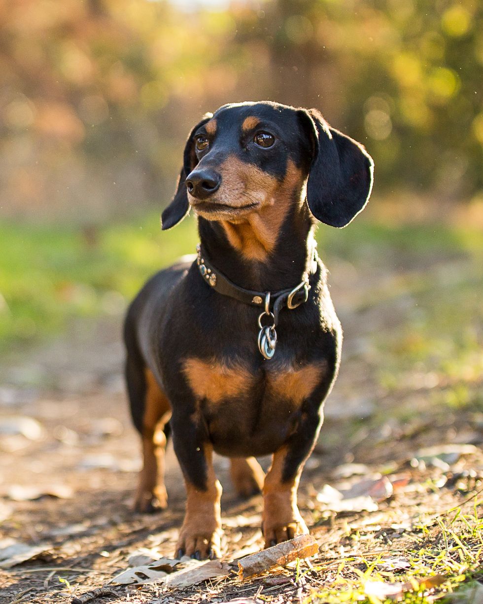 best small dog breeds dachshund outdoors