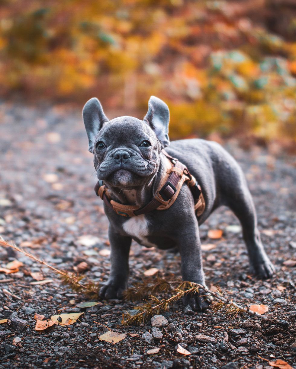 best small dog breeds french bulldog