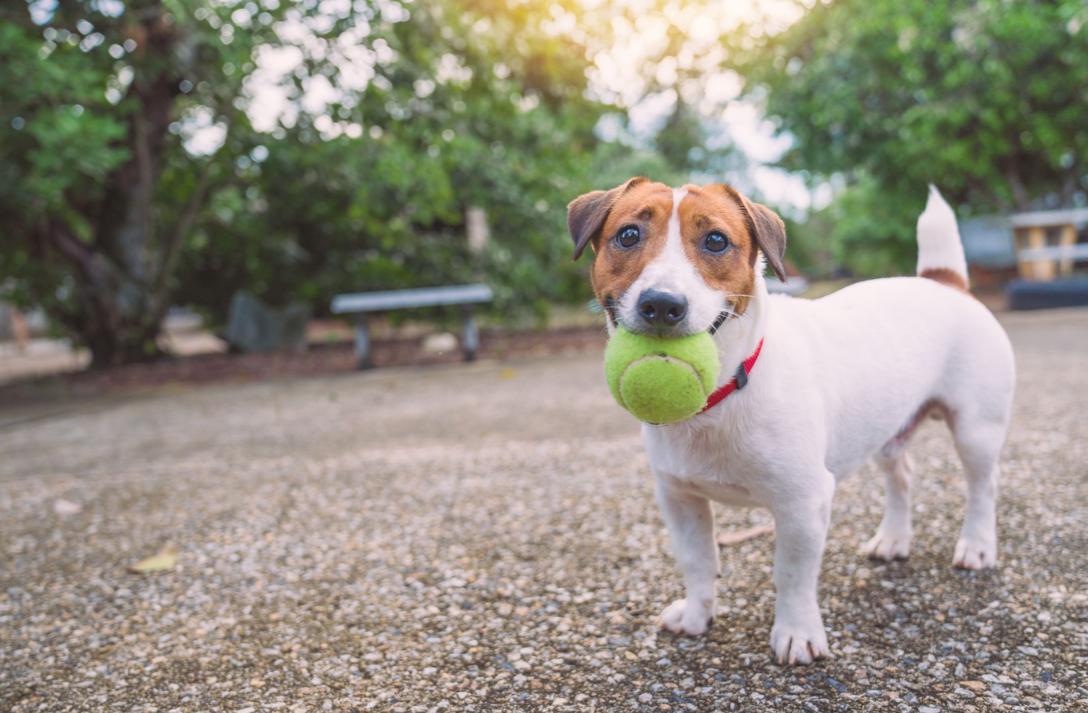 Fun small discount dog breeds