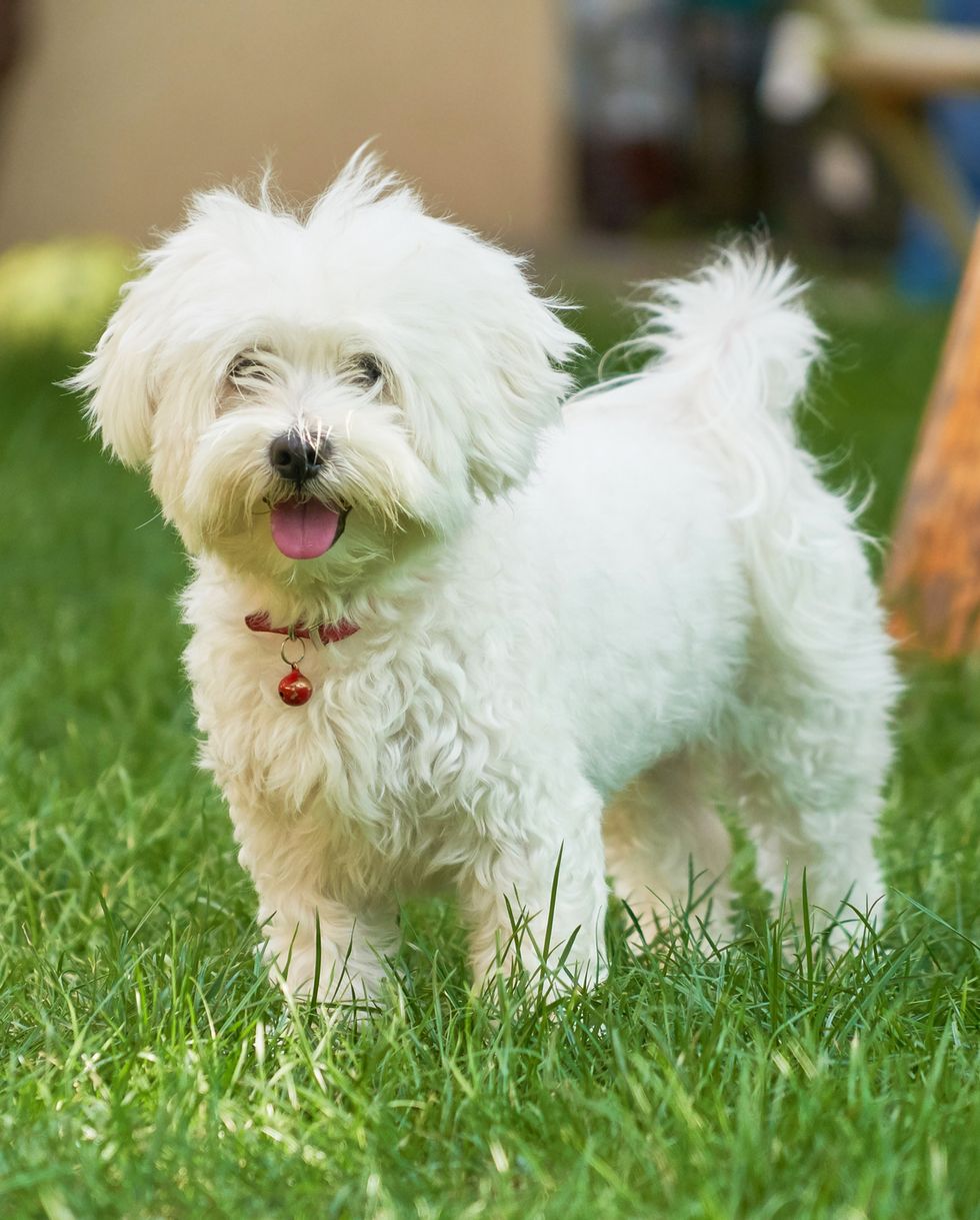 best small dog breeds havanese maltese
