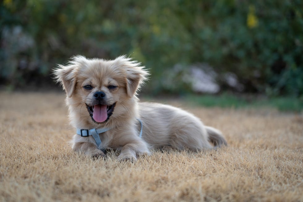 50 Best Small Dog Breeds to Take Home to Your Family