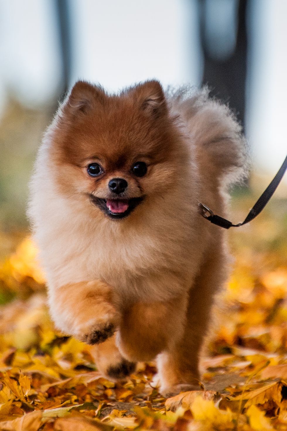 best small dog breeds pomeranian