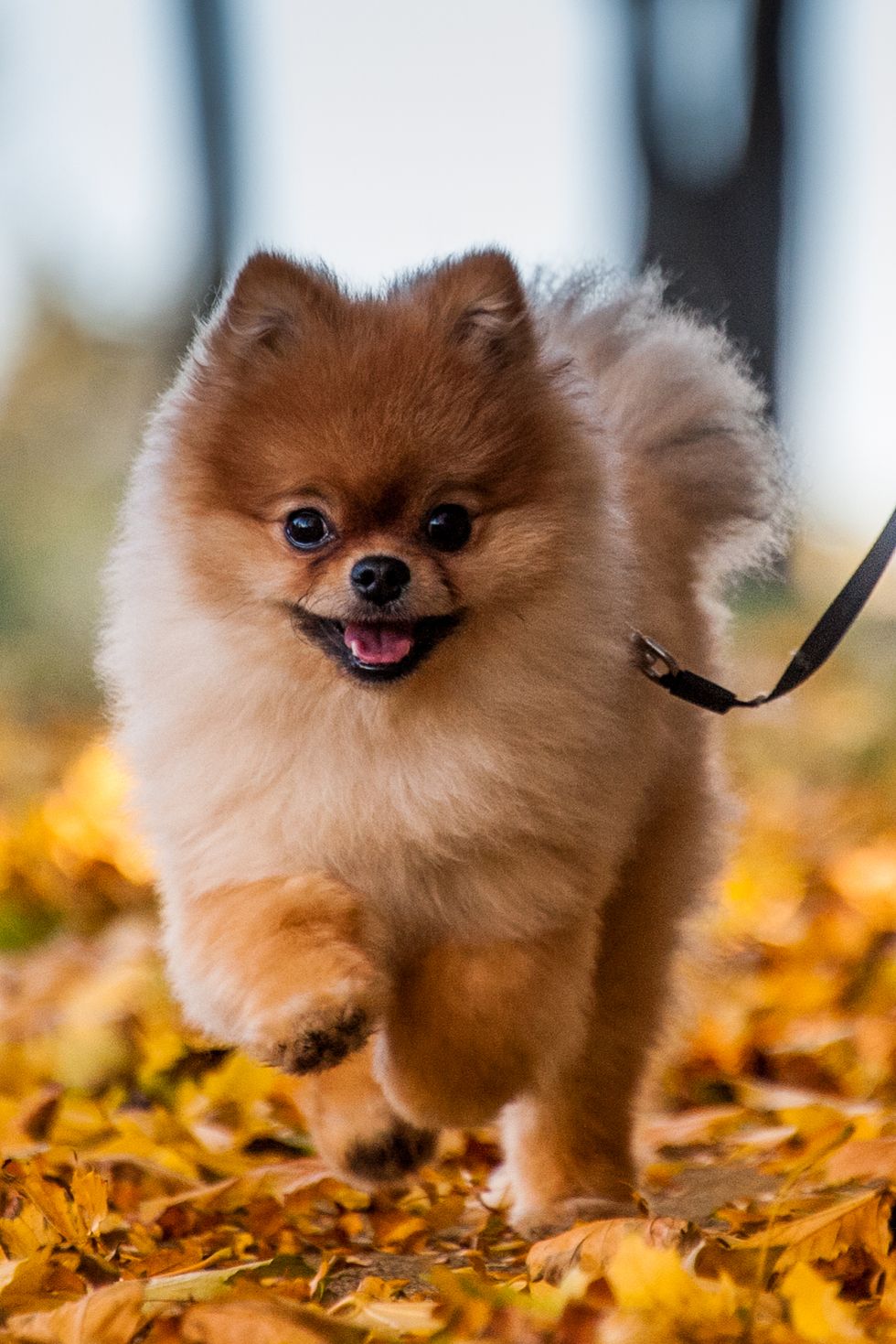 best small dog breeds pomeranian