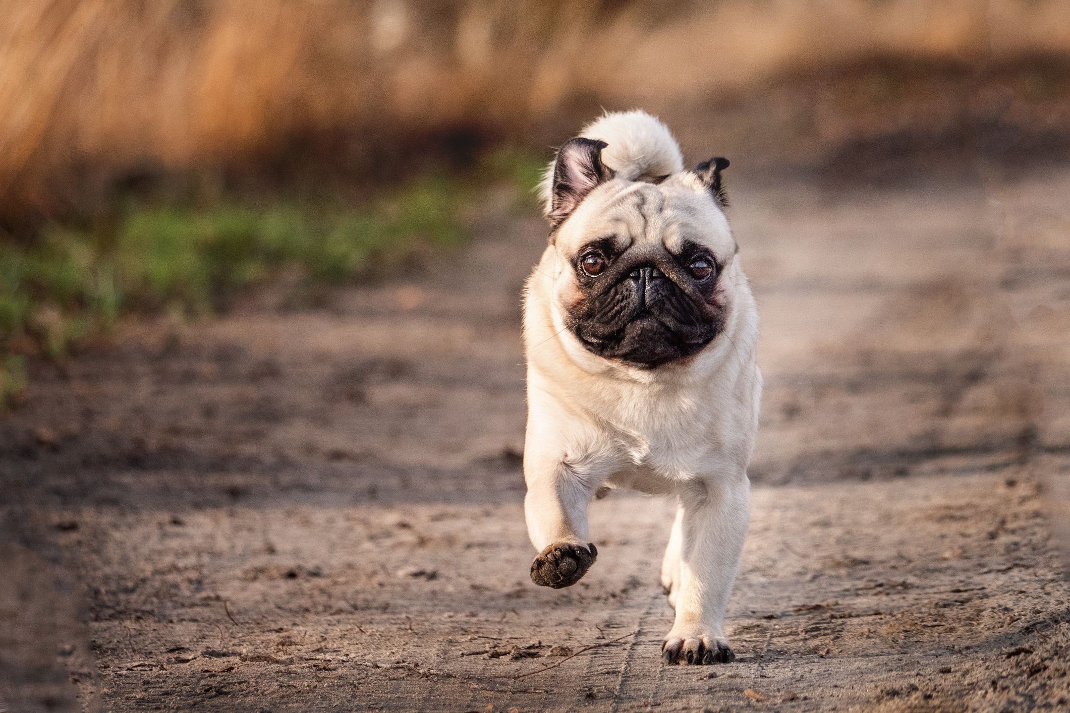 Common small breed dogs hotsell