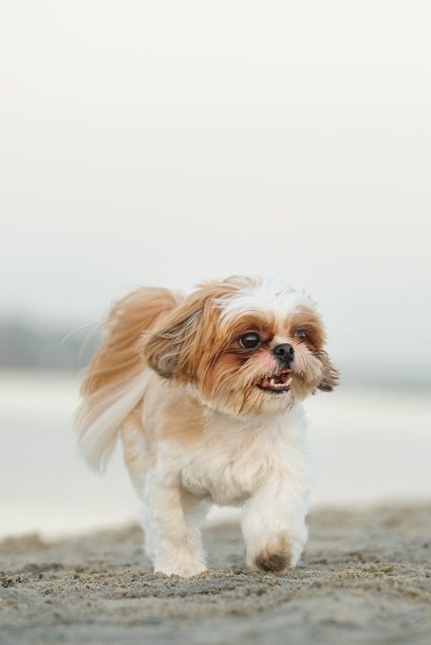 40 Best Small Dog Breeds — Cute and Popular Small Dog Breeds