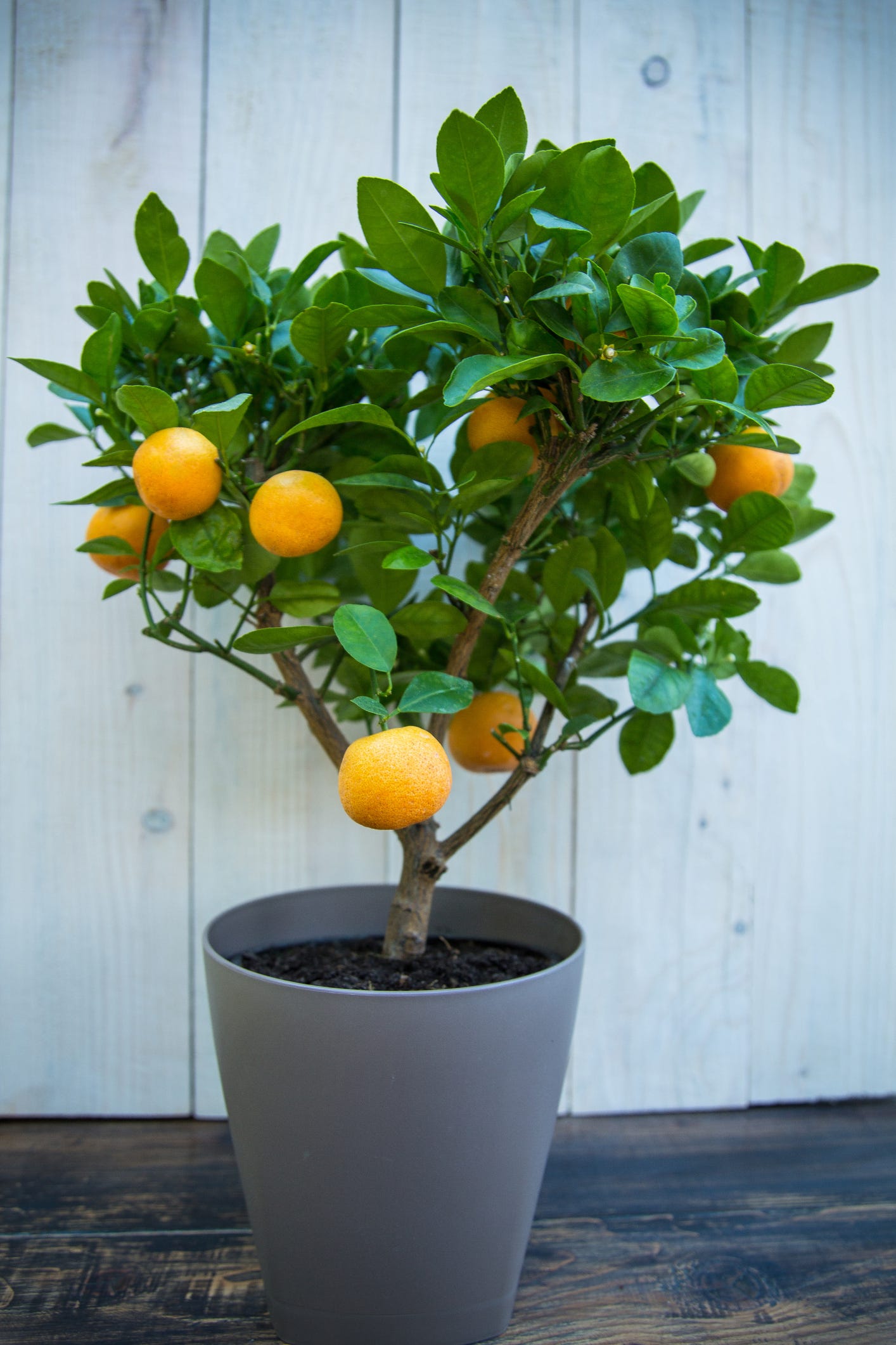 5 Best-Smelling Houseplants – Gardenia, Lavender and Citrus