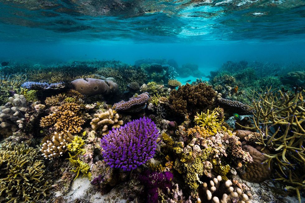 PapoeaNieuwGuinea staat bekend om haar hotspot van biodiversiteit zowel op land als in zee