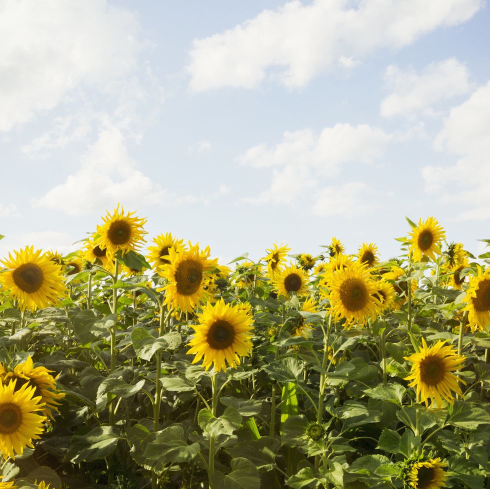 sunflower fields in the uk
