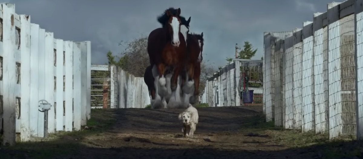 The Budweiser Clydesdales' 23 Best Super Bowl Commercials (2023