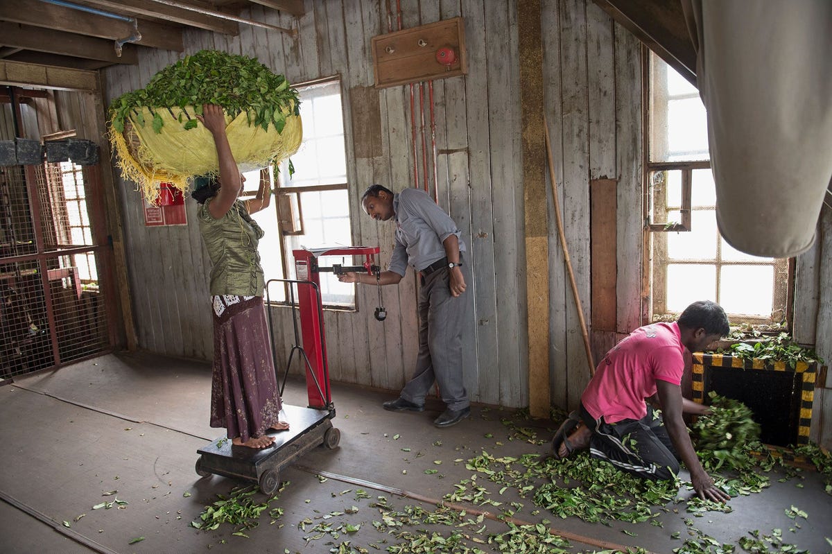Op Sri Lanka wegen medewerkers van de theeplantage Saint Clair geoogste theebladeren