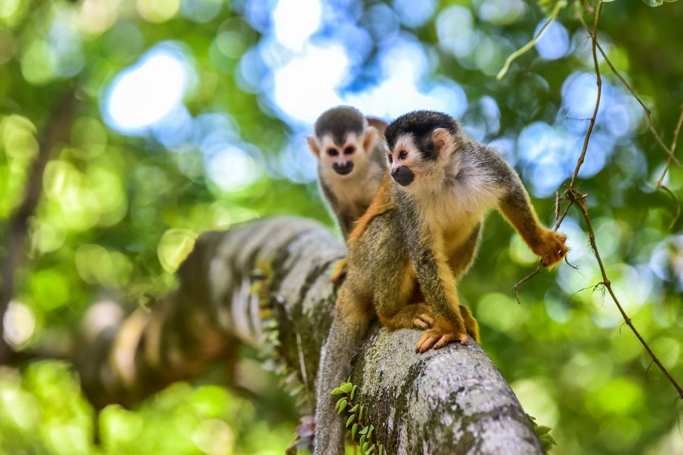 squirrel monkey on branch of tree in rainforest of costa rica animals in wilderness