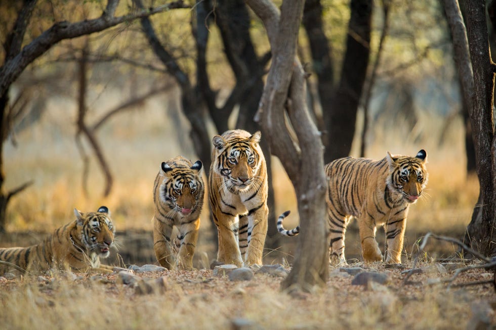 a tiger mom accompanied by her three sub adult cubs walks as she shows them her territory this is just a few months before these sub adults will their own ways and make their own territories this image is made at ranthambhore national park, rajasthan, india
