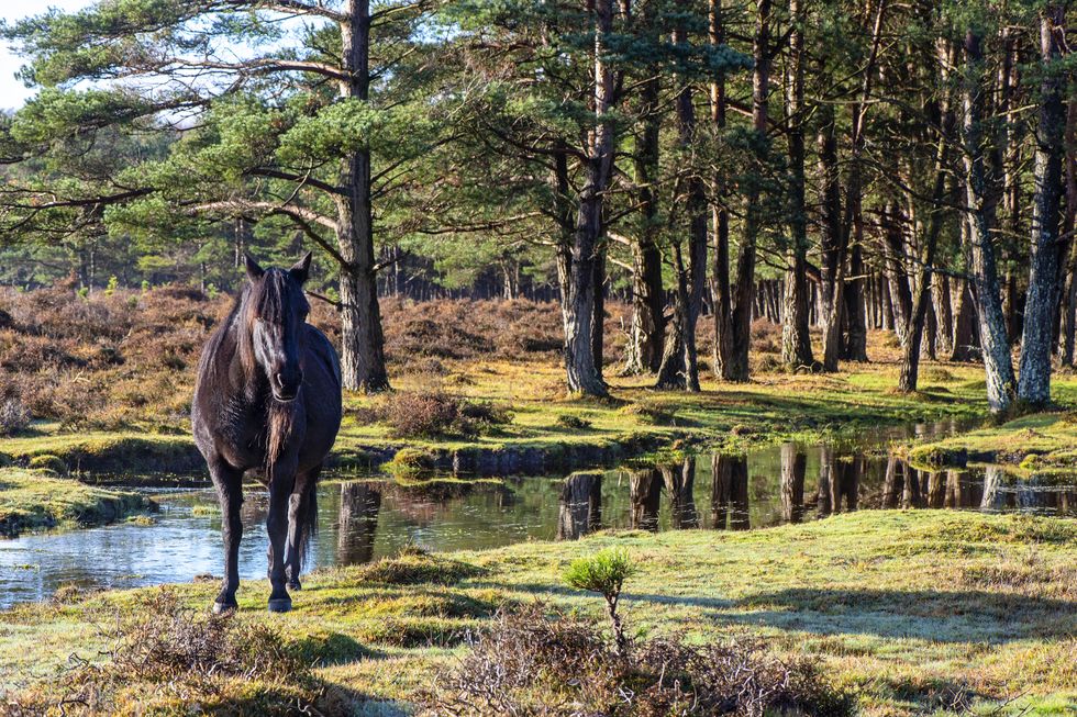 a horse standing next to a pond
