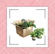 plant subscription box and frilly sock gift box