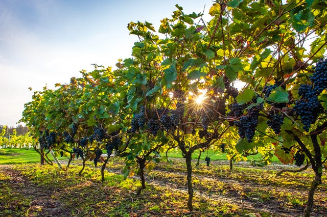 vineyards in kent