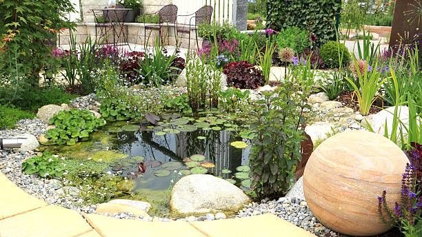 Garden pond - Aquatic plants 