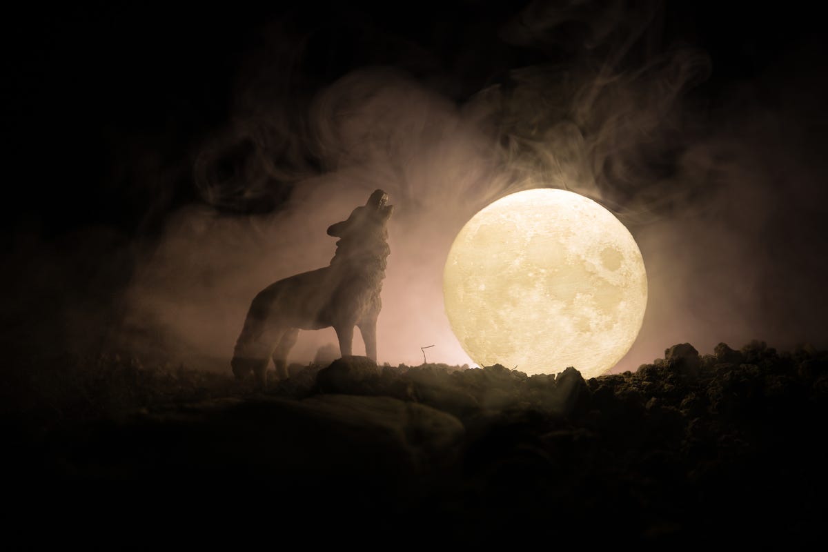 Wolves - Which #werewolf movies would you choose for the ultimate werewolf  movie-night in? There's only 2 weeks until the next full moon looms over  the UK! Unleash your inner beast and