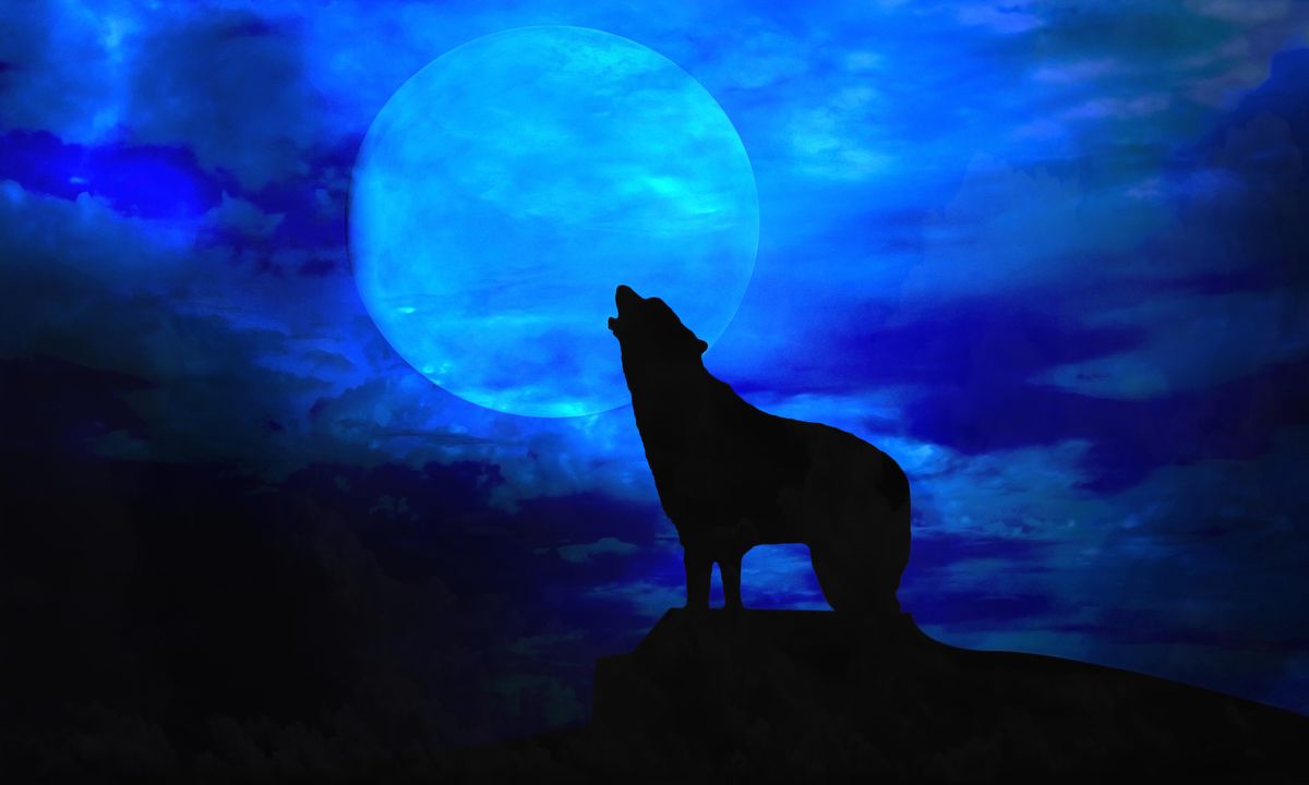 meet the real life werewolves
