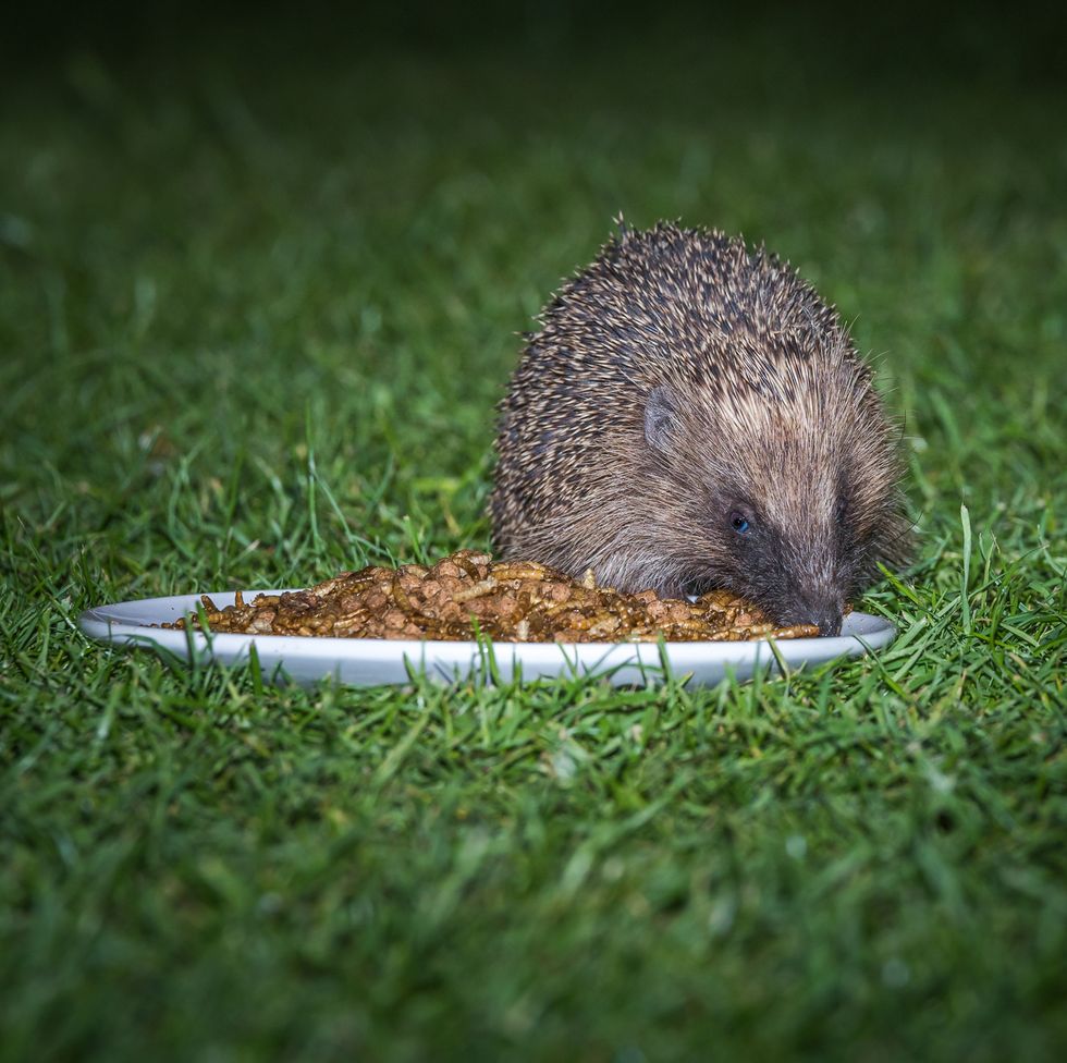 garden hedgehog enjoying a plate of mealworms