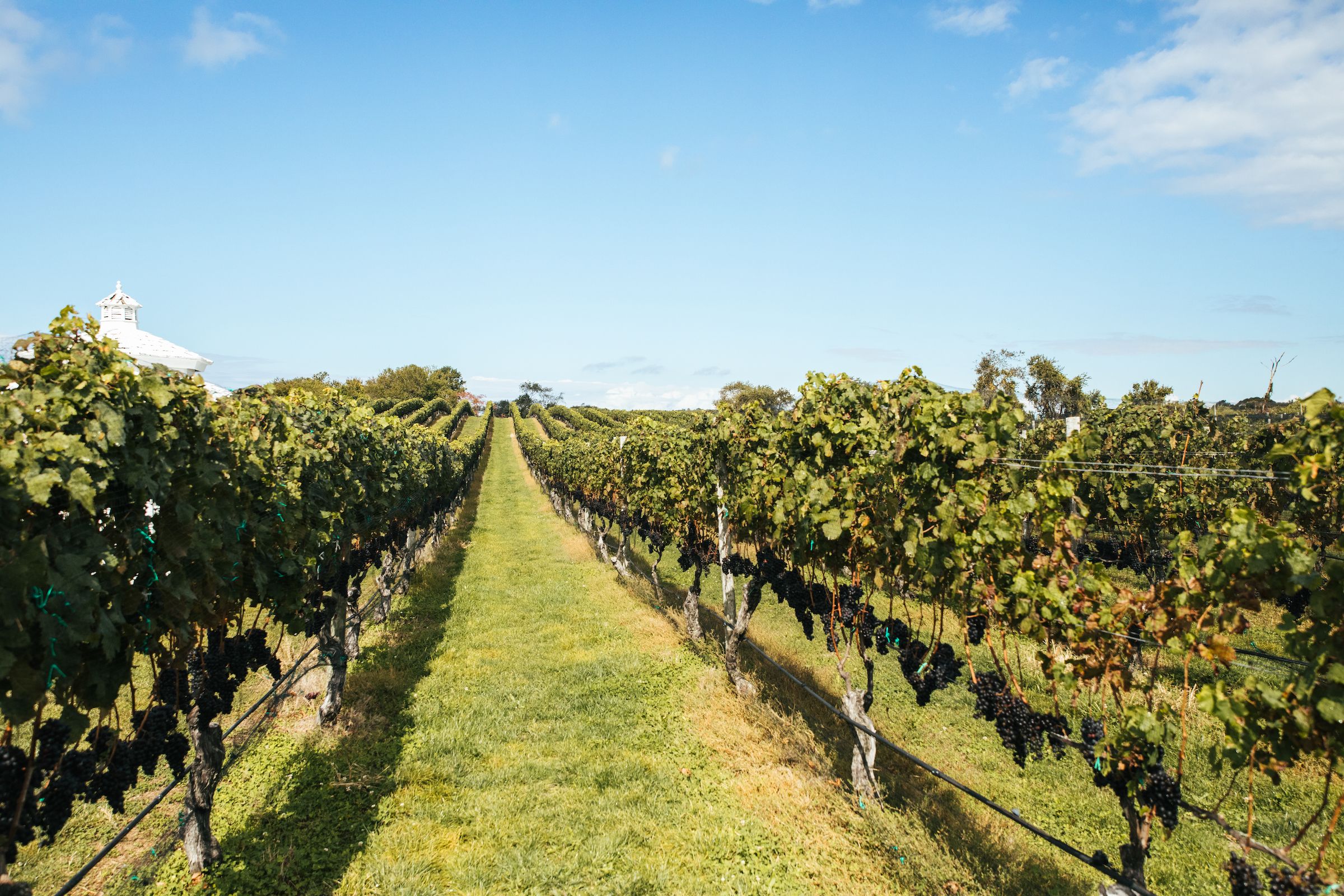 8 Best Wine Vacations - Best Summer Trips for Wine Lovers