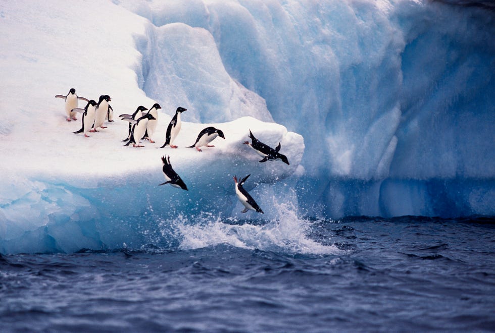 a group of adelie penguins jumps off a blue iceberg into the water off paulette island in antarctica