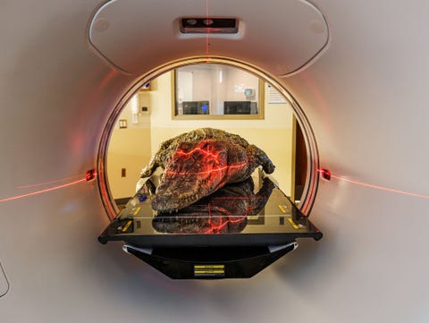 https://www.nationalgeographic.com/content/dam/science/2020/12/04/best2020/best2020-02.jpg Al ruim twintig jaar haalt paleontoloog Lawrence Witmer van de Ohio University bevroren dierenkadavers hier een van een Siamese krokodil door de CTscanners van het OBleness Hospital in Ohio Deze nieuwe gegevens leidden tot een revolutie in de wetenschappelijke kennis over uitgestorven dinosaurussen