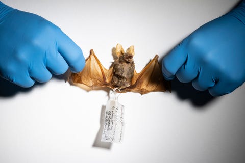 https://www.nationalgeographic.com/content/dam/science/2020/12/04/best2020/best2020-11.jpg Wetenschappers zijn nog steeds op zoek naar de herkomst van SARSCoV2 De grote hoefijzerneus zoals de vleermuis op deze foto heet wordt gezien als mogelijke gastheer Dit geprepareerde exemplaar van Rhinolophus ferrumequinum komt uit de collectie van het Natural History Museum of Los Angeles County en werd in 1921 in Oezbekistan gevangen