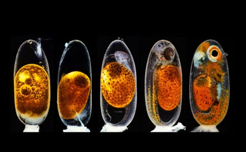 https://www.nationalgeographic.com/content/dam/science/2020/12/04/best2020/best2020-13.jpg Fotograaf Daniel Knop maakte een compilatie van vijf fotos om de verschillende ontwikkelingsfasen van een embryo van een clownvis te laten zien van enkele uren na de bevruchting tot enkele uren voordat de dieren het ei verlaten Deze foto was goed voor een tweede plaats tijdens de 46e Nikon Small World Photomicrography Competition die dit jaar plaatsvond