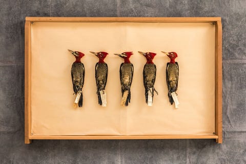 https://www.nationalgeographic.com/content/dam/science/2020/12/04/best2020/best2020-18.jpeg In een la in het Museo Argentino de Ciencias Naturales Bernardino Rivadavia in Buenos Aires liggen vijf grote roodkopspechten Campephilus robustus Musea houden de stand van zaken bij op het gebied van biodiversiteit en het verhaal dat ze vertellen is zorgwekkend Volgens Birdlife International was in 2018 sprake van een afname van veertig procent onder de 11000 vogelsoorten ter wereld