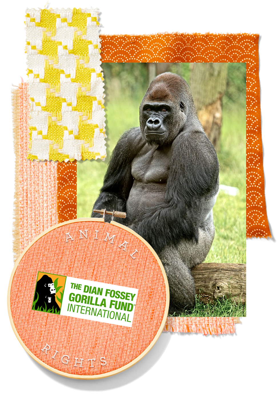 Dian Fossey Gorilla Fund - Best hair award goes to Ikaze's newest