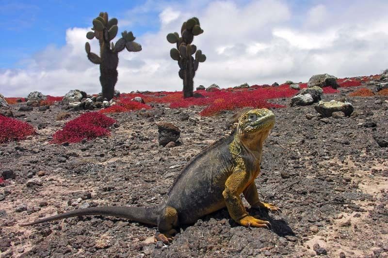 Een landleguaan in typisch landschap op de Galapagos