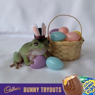 cadbury bunny winner 2021 betty the frog