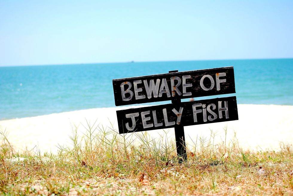beware of jelly fish