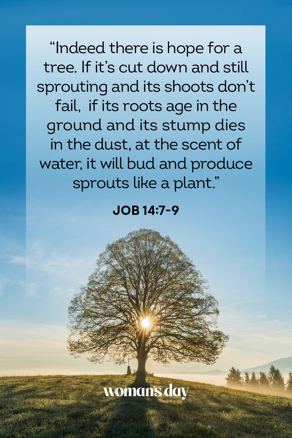 bible verses about hope  job 14 7 9