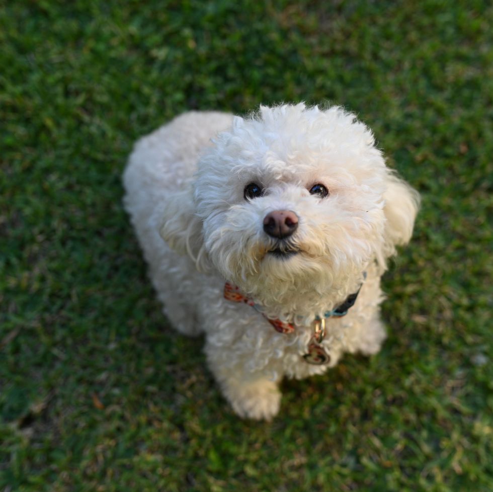 a close up shot of a white bichon frise looking up